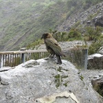 A kea! On the side of the road.