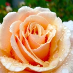 Perdy rose