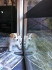 Two lyons