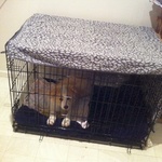 We caved in and bought him a "crate"