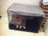 We caved in and bought him a 