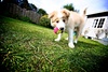 Playing in the back yard