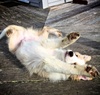 Roll over!