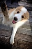 Shake!