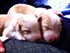 Oliver (Lyon) and Rufus? were the only two babies left for us to choose from.