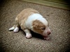 Week two of Lyon's life at the breeders. 
