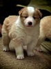 Very fluffy at 4 weeks old