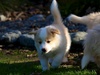 Already eating bark at 5 weeks.