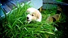 Eating grass