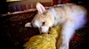 Wolfy shows signs of coming out ....