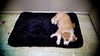 He tries out his new bed!