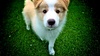 Lyon at 10 weeks