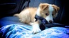 Has a nibble on his new seatbelt