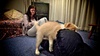 Humping his bed, 11 weeks old
