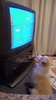 Fascinated by the Sega Megadrive game