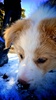 Snow nose.