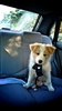 Quite enjoying the car rides now