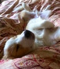 Sleepy dog on a Sunday family lie in.