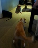Lyon meets his match with a very puppy friendly Grey. Endless laughs!