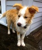 Had to hose down naughty wet dog after he was caught digging up dirt in the rain …