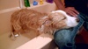 Lyon gets his first bath!