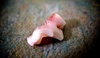 Lyon loses another tooth - this one didn't end up in his stomach! He has a number of adult teeth coming through now, but there is still the odd baby tooth hanging on (literally).