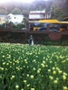 Look who met me in the botanicals to grab the last of the sun and spring flowers!