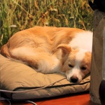 Good Lyon in his new bed