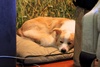 Good Lyon in his new bed