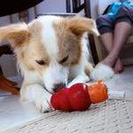 Carrot time