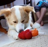 Carrot time
