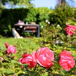 Relaxing in the rose garden