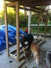 The wood shed construction begins