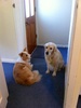 Myah comes to stay