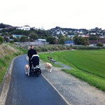 Dog walking at Karori Park