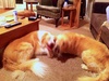 Followed by wrestling in the lounge