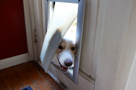 Lyon's new dog flap works a treat