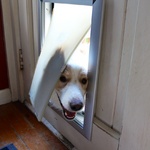 Lyon's new dog flap works a treat