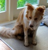 Lyon loves the mud. The carpet isn't so happy.