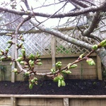 The blossom is on it's way!