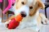The old Carrot in the Kong trick. A healthy alternative to cheese and peanut butter. Luckily Lyon loves his veges.