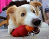 The old Carrot in the Kong trick. A healthy alternative to cheese and peanut butter. Luckily Lyon loves his veges.