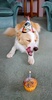 Lyon turned 1 today! Happy birthday Mr Stinkle! We still love you.