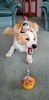 Lyon turned 1 today! Happy birthday Mr Stinkle! We still love you.