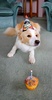 Lyon turned 1 today! Happy birthday Mr Stinkle! We still love you.