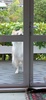 Nowhere is safe anymore as Lyon has figured out how to open doors with handles.