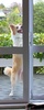 Nowhere is safe anymore as Lyon has figured out how to open doors with handles.