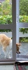 Nowhere is safe anymore as Lyon has figured out how to open doors with handles.