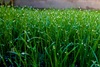 The top lawn grass, 18 days old. Really getting some height now - but rather patchy.