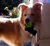 Lyon's new trick - picking up as many toys as possible at one time. His record is three.